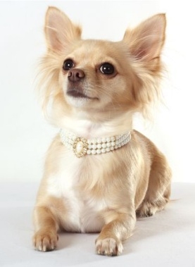Beadazzling Doggie Jewelry