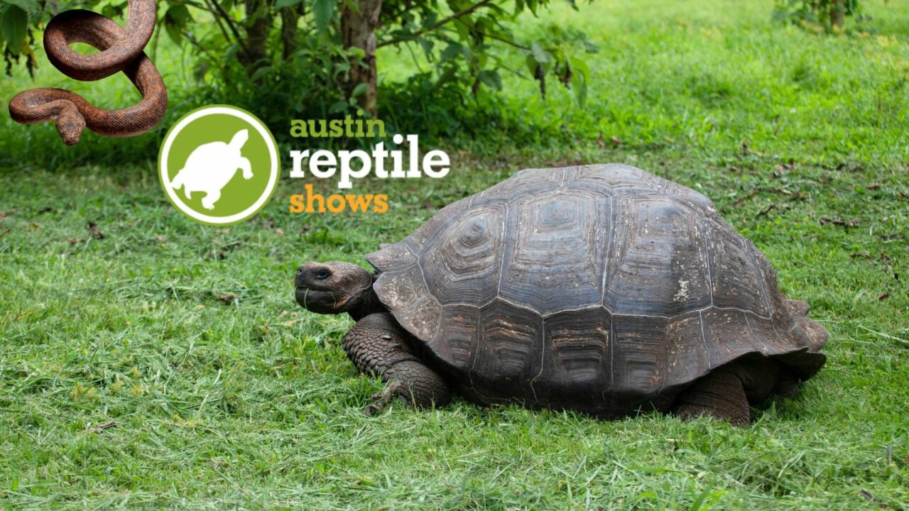 Austin Reptile Shoe at The Library At Cedar Creek Lake 2 austin reptile shows CedarCreekLake.Online
