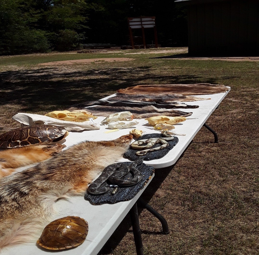 Skins and Skulls at Purtis Creek State Park 2 skins and skulls CedarCreekLake.Online