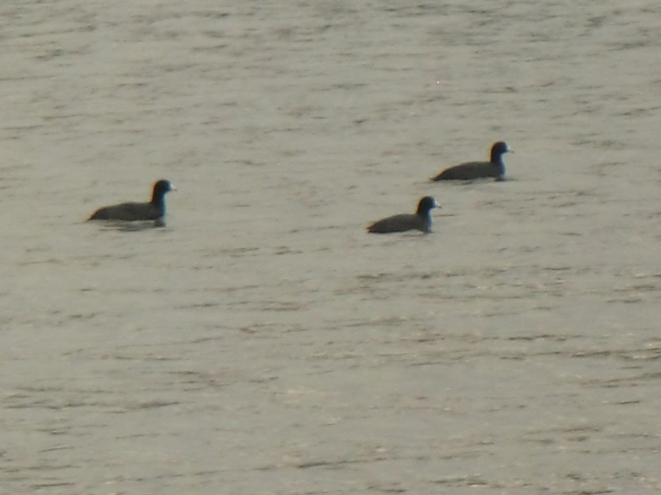 Lakeside Bliss - Cedar Creek Lake Getaways